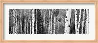 Framed Aspen and Conifers trees, Granite Canyon, Grand Teton National Park, Wyoming