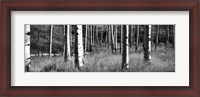 Framed Aspen trees growing in a forest, Grand Teton National Park, Wyoming
