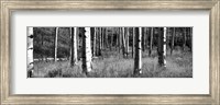 Framed Aspen trees growing in a forest, Grand Teton National Park, Wyoming