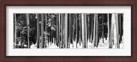 Framed Lodgepole Pines and Snow Grand Teton National Park WY BW
