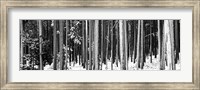Framed Lodgepole Pines and Snow Grand Teton National Park WY BW