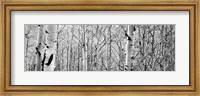 Framed Aspen trees in a forest BW