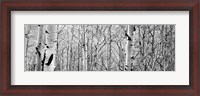 Framed Aspen trees in a forest BW