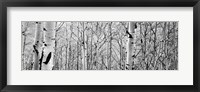 Framed Aspen trees in a forest BW