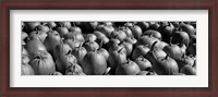 Framed Pumpkins in a field, Vermont