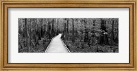 Framed Boardwalk passing through a forest, Congaree National Park, South Carolina