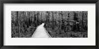 Framed Boardwalk passing through a forest, Congaree National Park, South Carolina