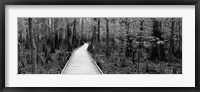 Framed Boardwalk passing through a forest, Congaree National Park, South Carolina