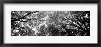 Framed Low angle view of trees BW