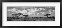 Framed Acacia trees on a landscape, Lake Ndutu, Tanzania