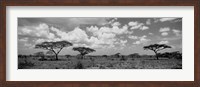 Framed Acacia trees on a landscape, Lake Ndutu, Tanzania