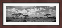 Framed Acacia trees on a landscape, Lake Ndutu, Tanzania