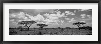 Framed Acacia trees on a landscape, Lake Ndutu, Tanzania