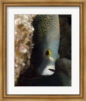 Framed French angelfish, West Palm Beach, Florida