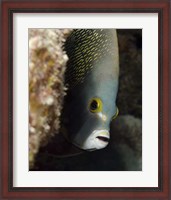 Framed French angelfish, West Palm Beach, Florida