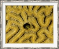 Framed Small blenny in brain coral, Curacao