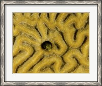 Framed Small blenny in brain coral, Curacao