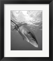 Framed Oceanic Whitetip Shark, Cat Island, Bahamas