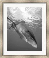 Framed Oceanic Whitetip Shark, Cat Island, Bahamas