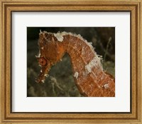 Framed Close-up view of an Orange Seahorse