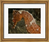 Framed Close-up view of an Orange Seahorse