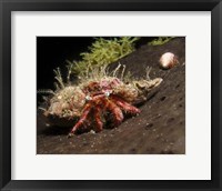 Framed Hermit Crab on sponge in Gulf of Mexico
