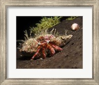 Framed Hermit Crab on sponge in Gulf of Mexico