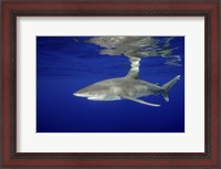 Framed Oceanic Whitetip shark