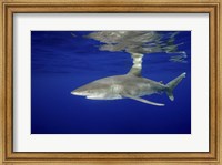 Framed Oceanic Whitetip shark