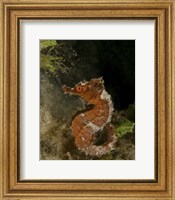 Framed Orange seahorse, West Palm Beach, Florida