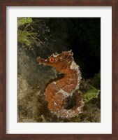 Framed Orange seahorse, West Palm Beach, Florida