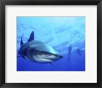 Framed Diver swimming with Oceanic Whitetip Sharks, Cat Island, Bahamas