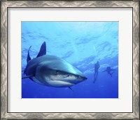 Framed Diver swimming with Oceanic Whitetip Sharks, Cat Island, Bahamas