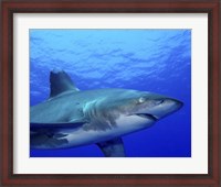 Framed Close-up side view of an Oceanic Whitetip Shark