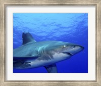 Framed Close-up side view of an Oceanic Whitetip Shark
