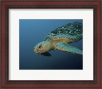 Framed Loggerhead Sea Turtle off the coast of North Carolina