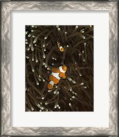 Framed Pair of Anemonefish, Manado, Indonesia