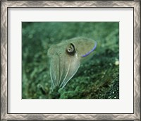 Framed Golden Cuttlefish, Lembeh Strait, Indonesia