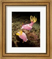 Framed Pair of pink Nudibranchs, Lembeh Strait, Indonesia