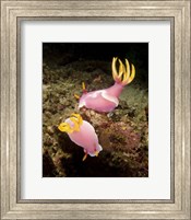 Framed Pair of pink Nudibranchs, Lembeh Strait, Indonesia