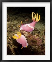 Framed Pair of pink Nudibranchs, Lembeh Strait, Indonesia