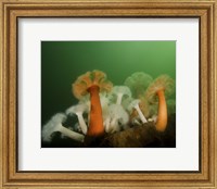 Framed Plumose Anemone in Puget Sound in Seattle