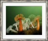 Framed Plumose Anemone in Puget Sound in Seattle