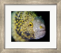 Framed Snowflake Moray Eel in Costa Rica