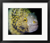 Framed Snowflake Moray Eel in Costa Rica