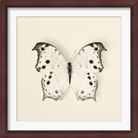 Framed Butterfly IV