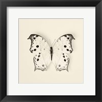 Butterfly IV Framed Print