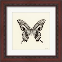 Framed Butterfly VI