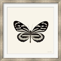 Framed Butterfly VIII