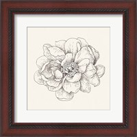 Framed Pen and Ink Florals IV
